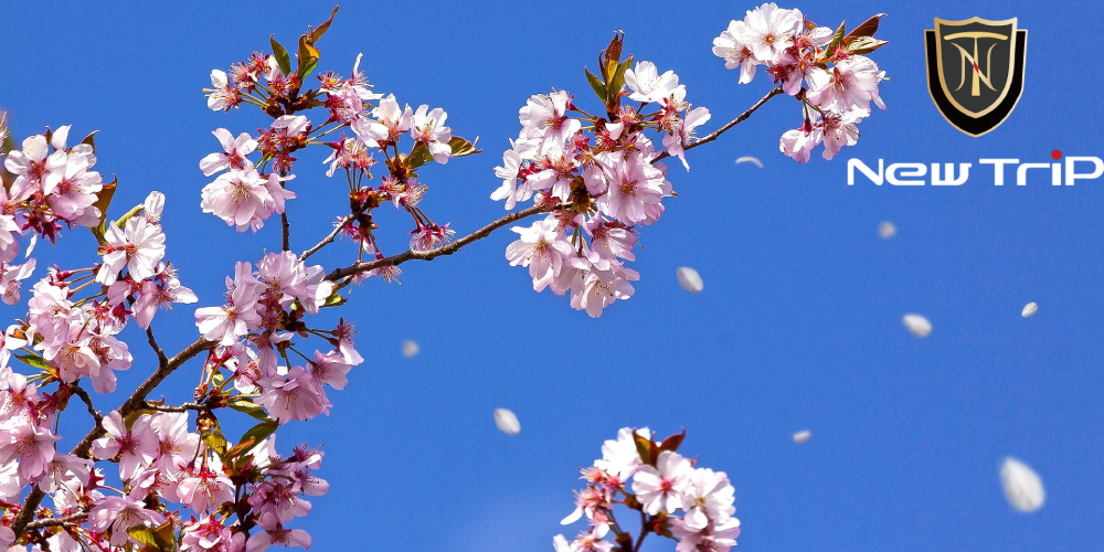 お花見旅行ガイド:おすすめ桜スポットと最適なスーツケース